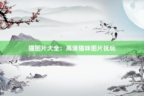 猫图片大全：高清猫咪图片抚玩